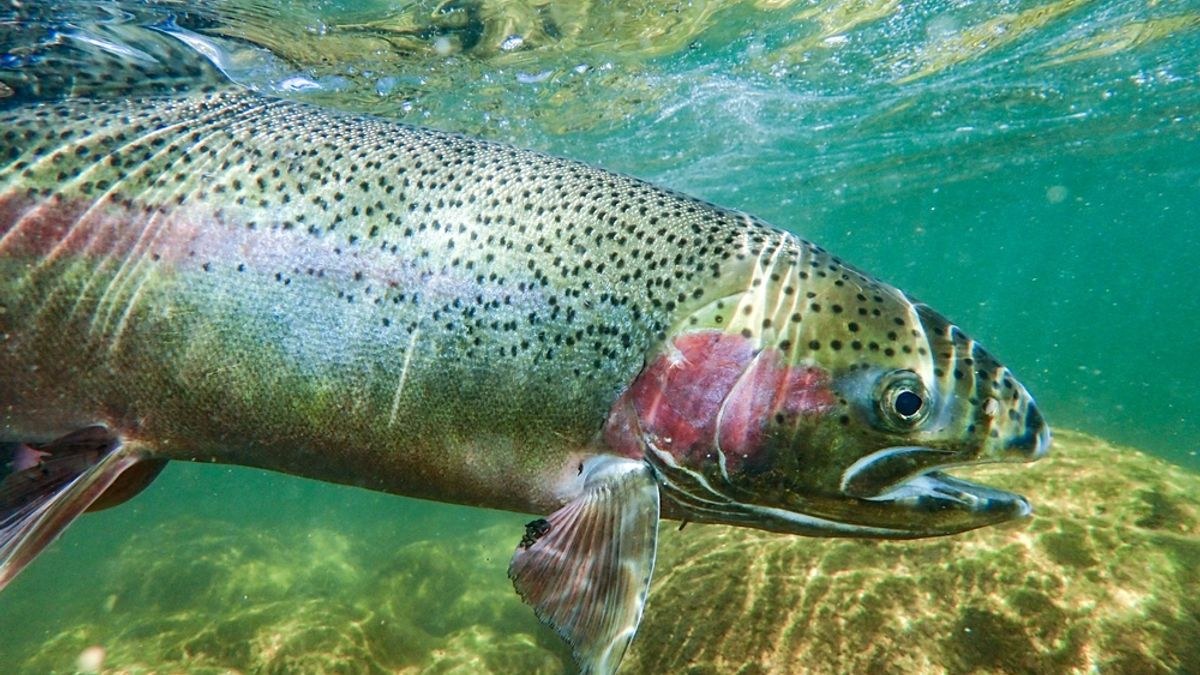 Where to Watch Salmon Runs, Dig For Your Own Fossils, and How to Practice Leave No Trace Principles in the National Parks