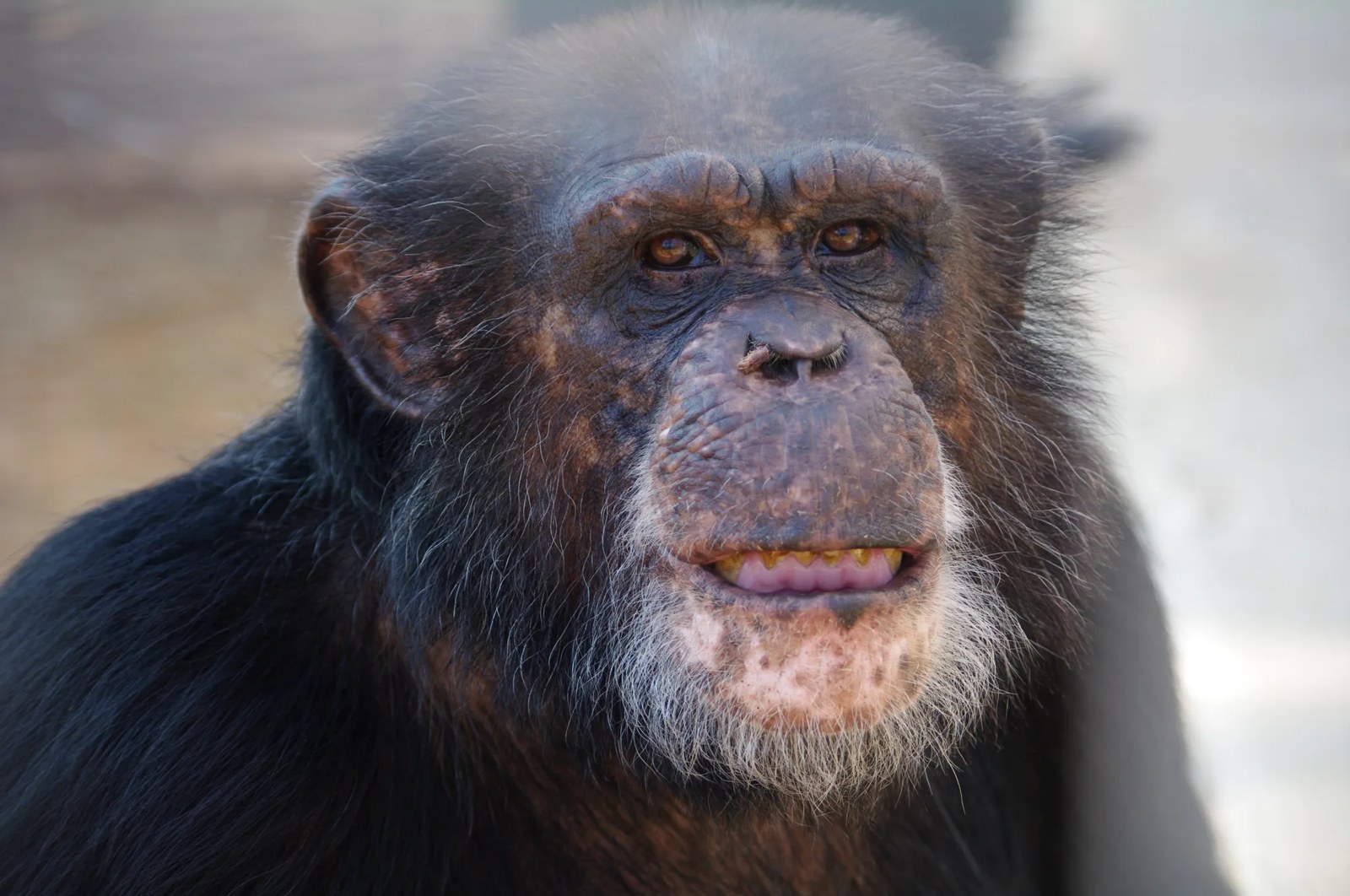 a close-up of a chimpanzee. it has large teeth and black fur