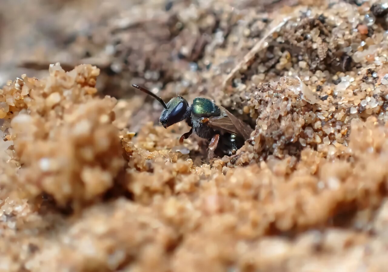 A vital native bee highway can start in your own backyard
