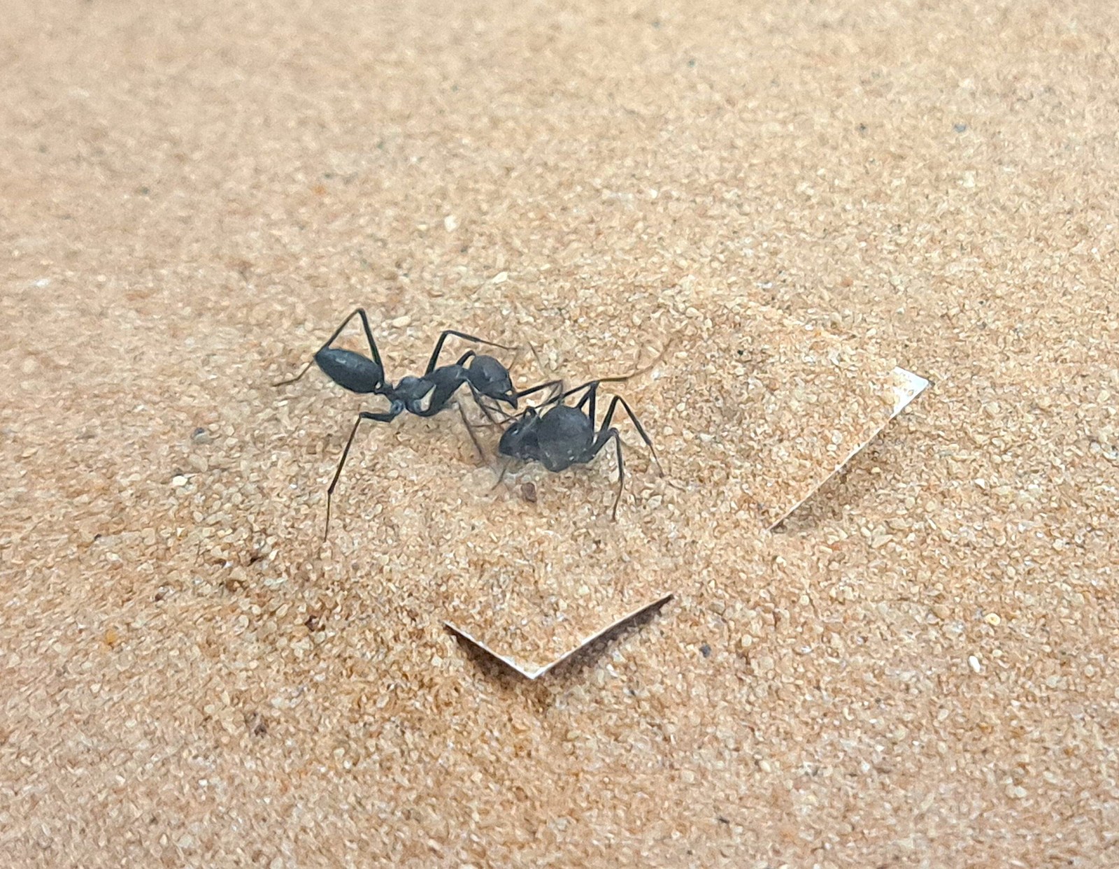 In ant nervous systems, gene expression may drive rescue behavior