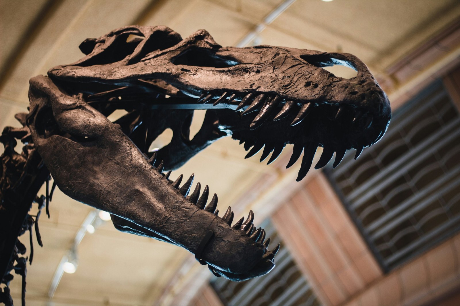 Q&A: What dinosaur teeth reveal about diet and evolution