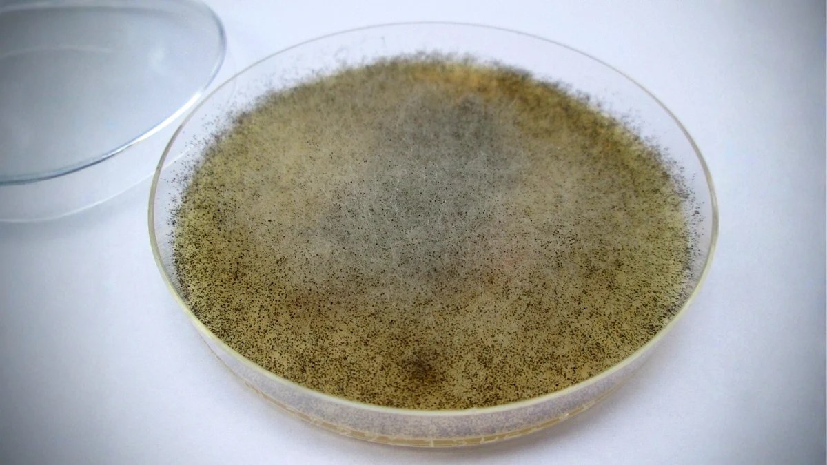 Scientists Find a Fungus That Could Protect The Body From Radiation