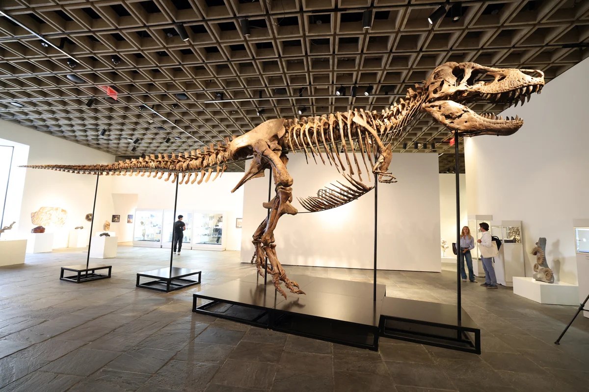 How much is a T. Rex worth?