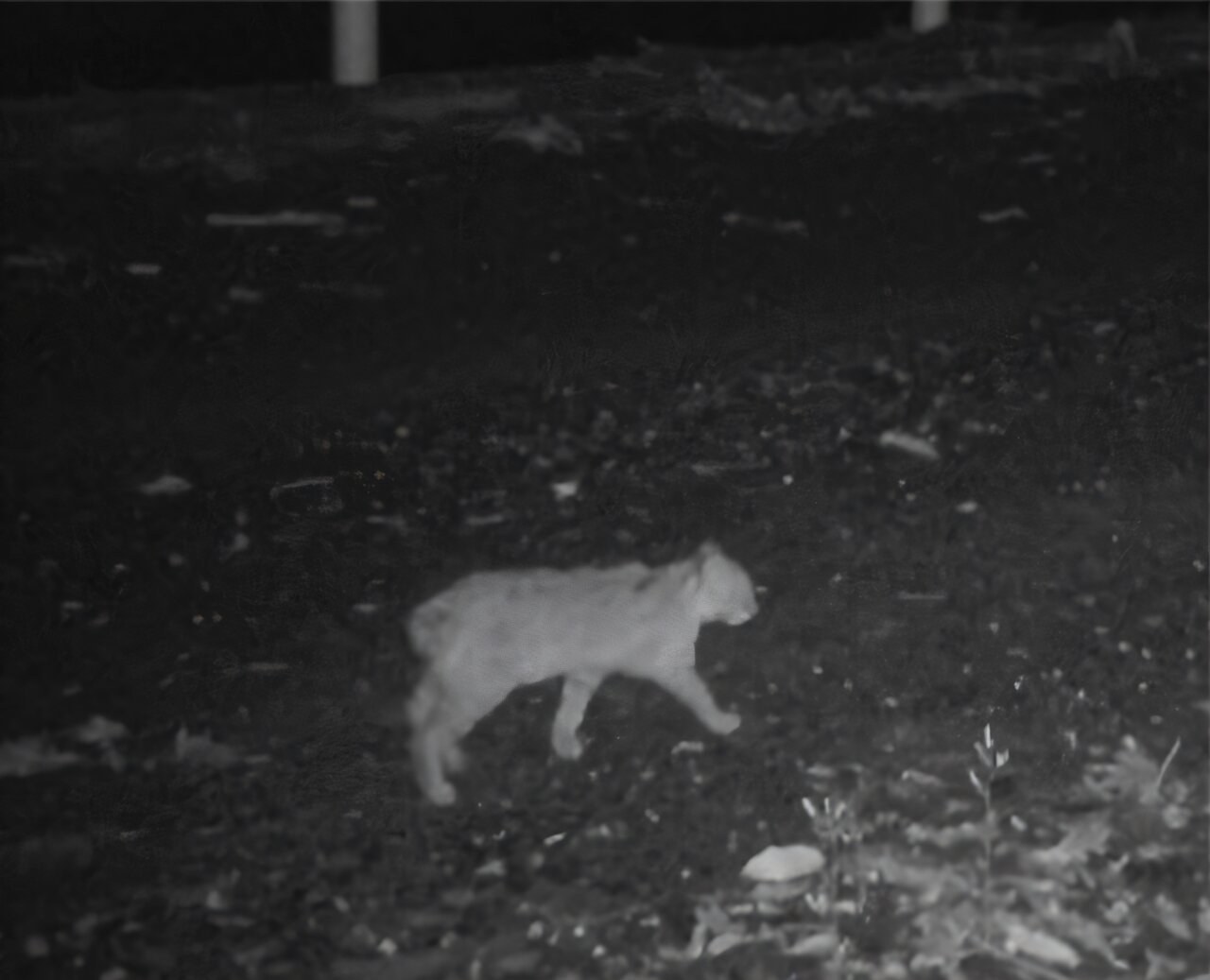 Genomic analysis clarifies origin of unusual tail in endangered Tsushima leopard cat