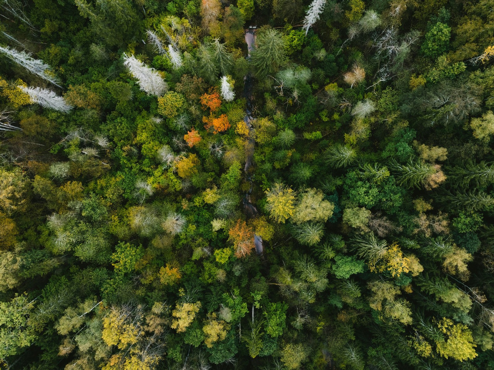Tree species diversity protects forests from climate extremes, study finds