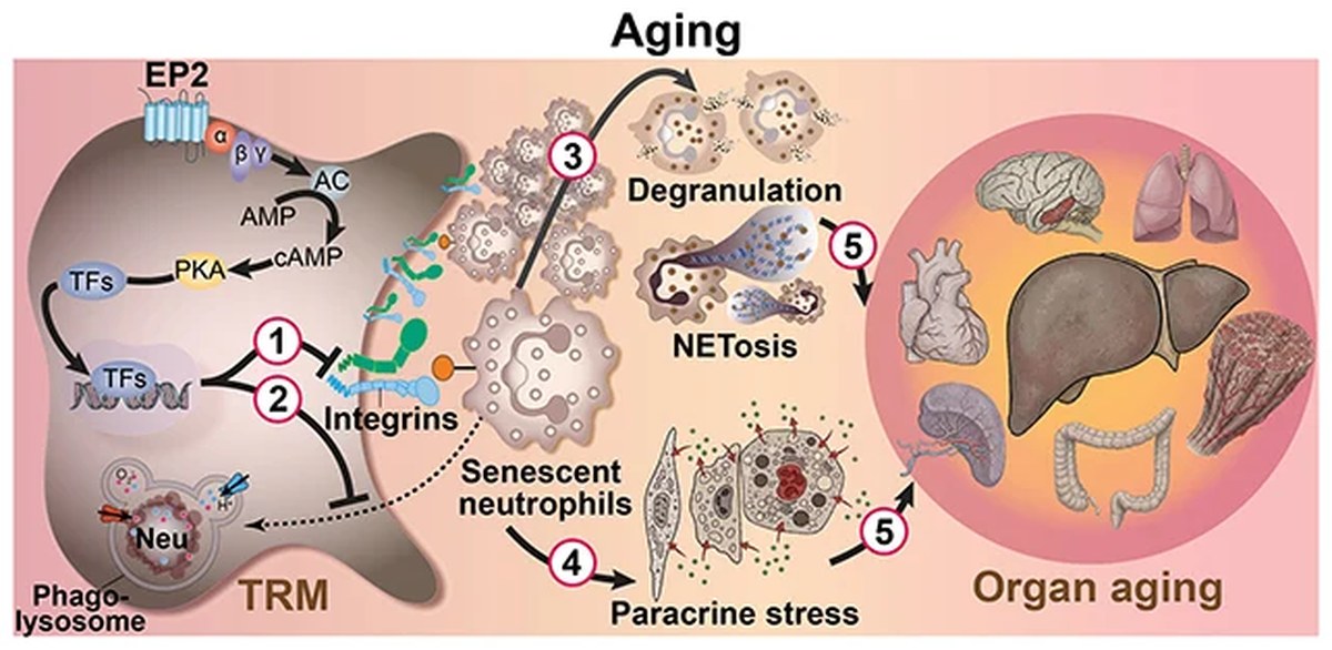 Aging processes
