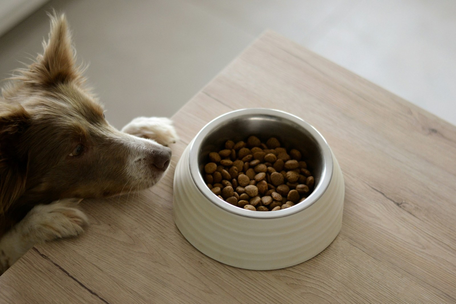 Kibble with microbial proteins appeals to cats and dogs in new study