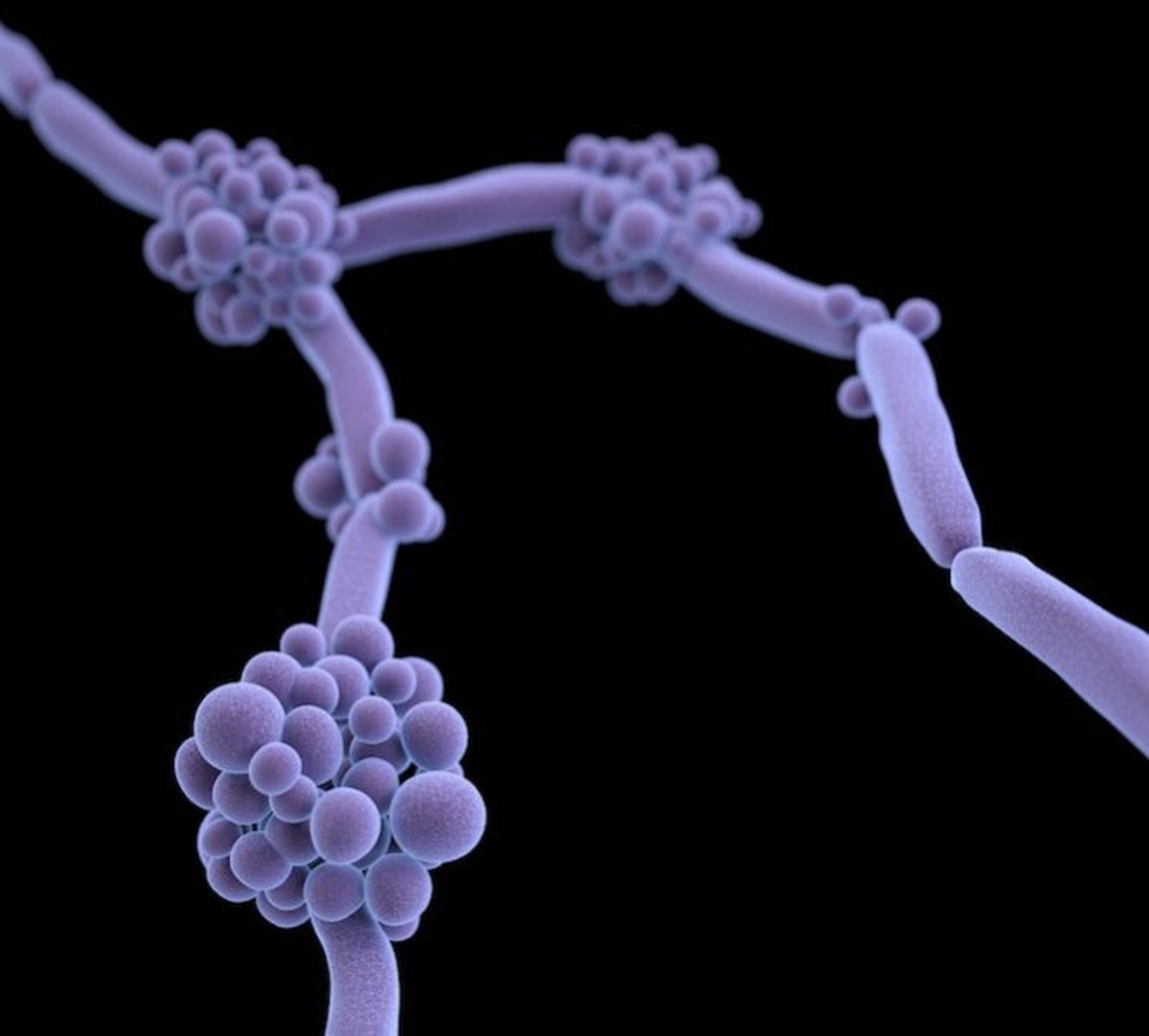 Bee-made propolis boosts an antifungal drug against yeast pathogens in lab tests