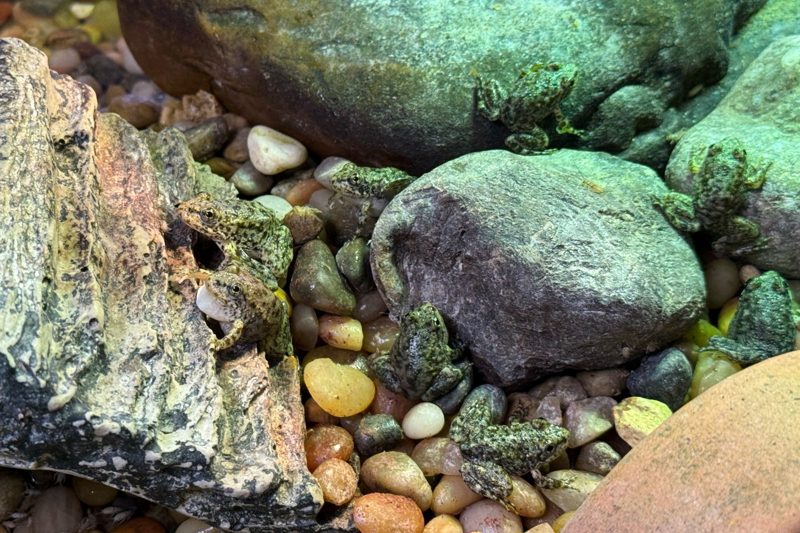 An endangered frog nursery in LA cares for hundreds of tadpoles until they're ready for the wild