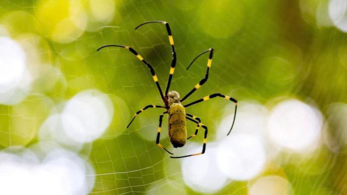 Invasive Jorō Spiders Have Made a Home in Georgia, but They May Not Threaten Native Spiders