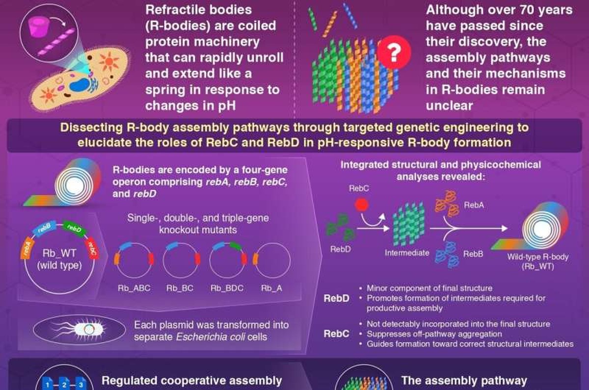 This study explores how four different proteins cooperate to produce a microscale co-assembly system that mechanically responds to changes in pH. Credit: Institute of Science Tokyo Uncovering the assembly mechanism of the extensible R-bodies