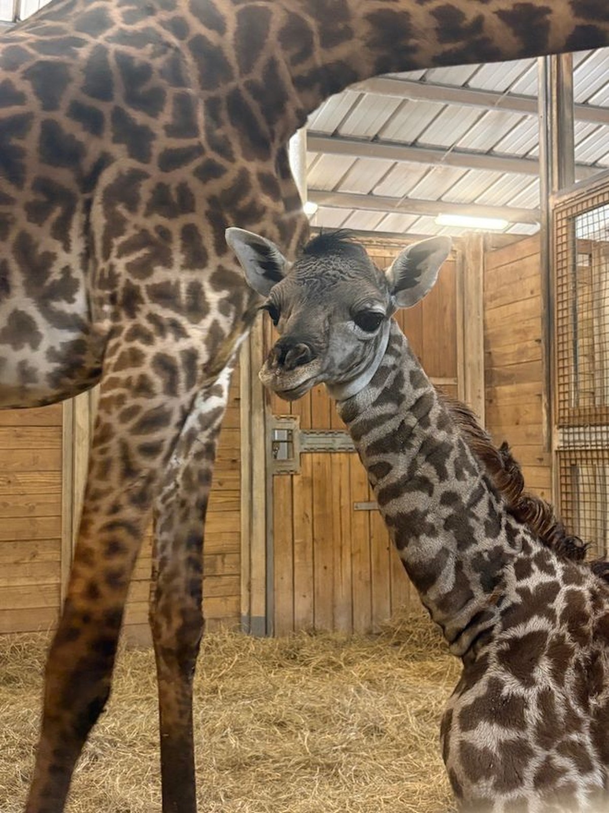 Giraffe calf named Gail and mother at Brevard Zoo