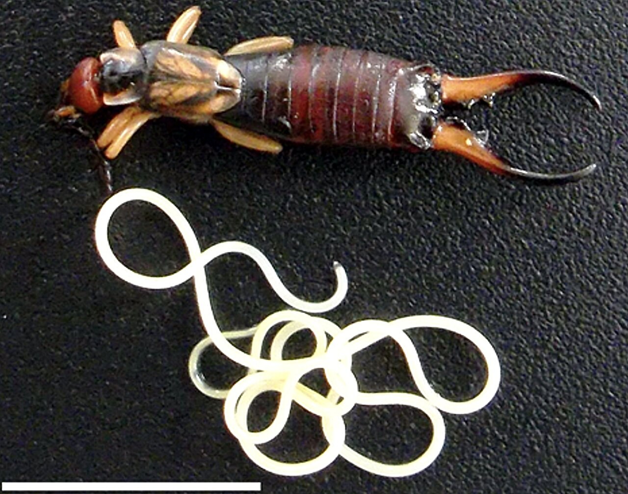Why earwigs infected by parasitic worms head towards water