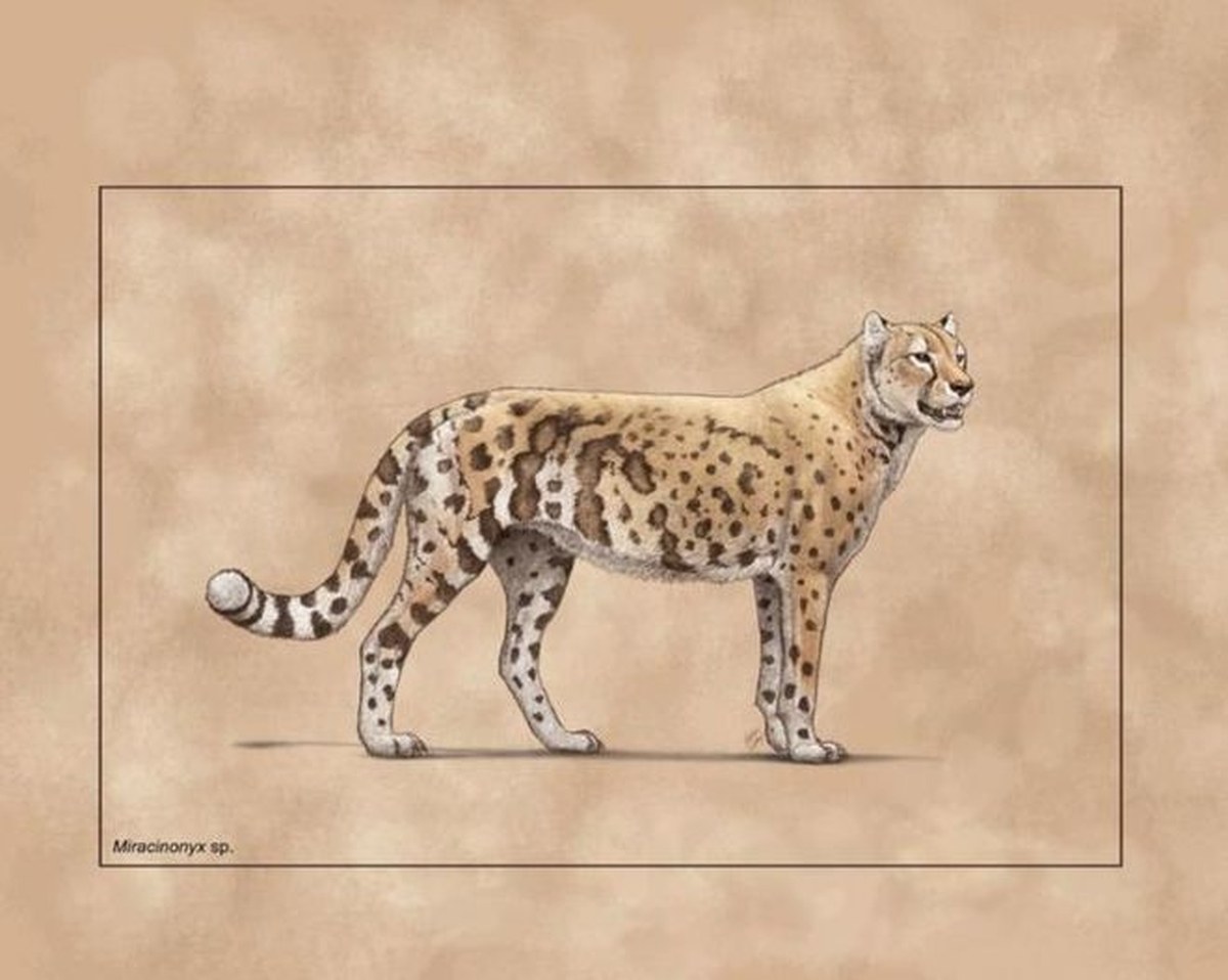 Illustration of Miracinonyx