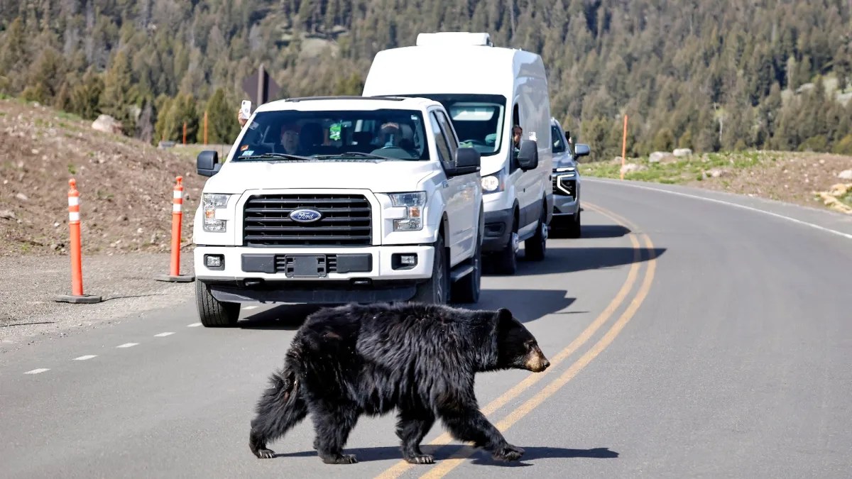 July is Yellowstone National Park's deadliest month