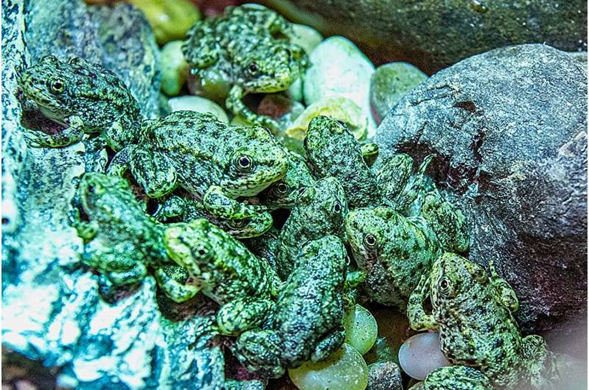 An endangered frog nursery in LA cares for hundreds of tadpoles until they're ready for the wild
