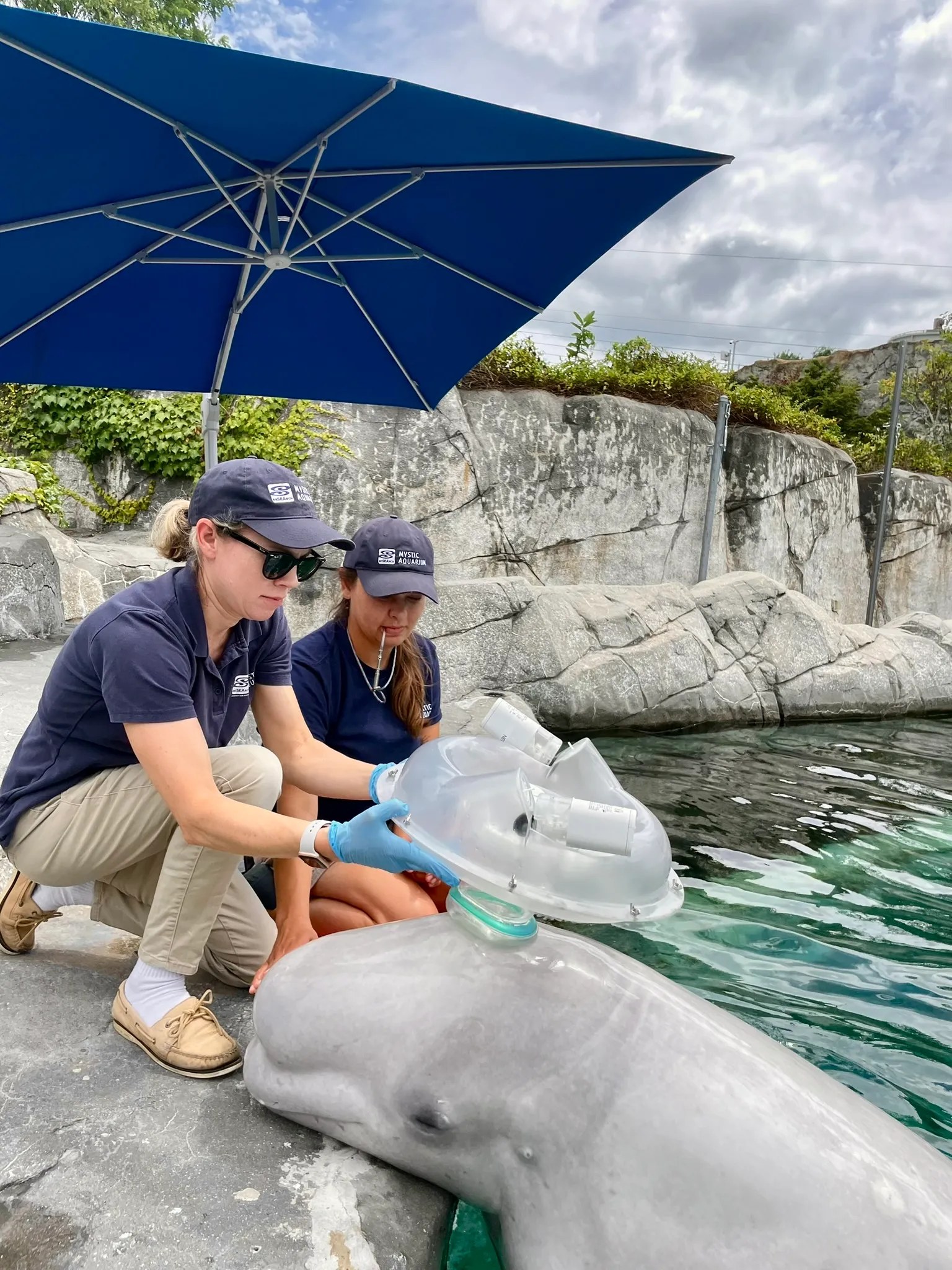two humans put a nebulizer on the blowhole of a beluga whale 