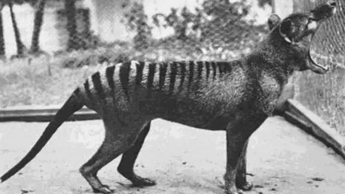 The Tasmanian Tiger's Unique Skull Suggests Sheep Were Not Its Main Prey