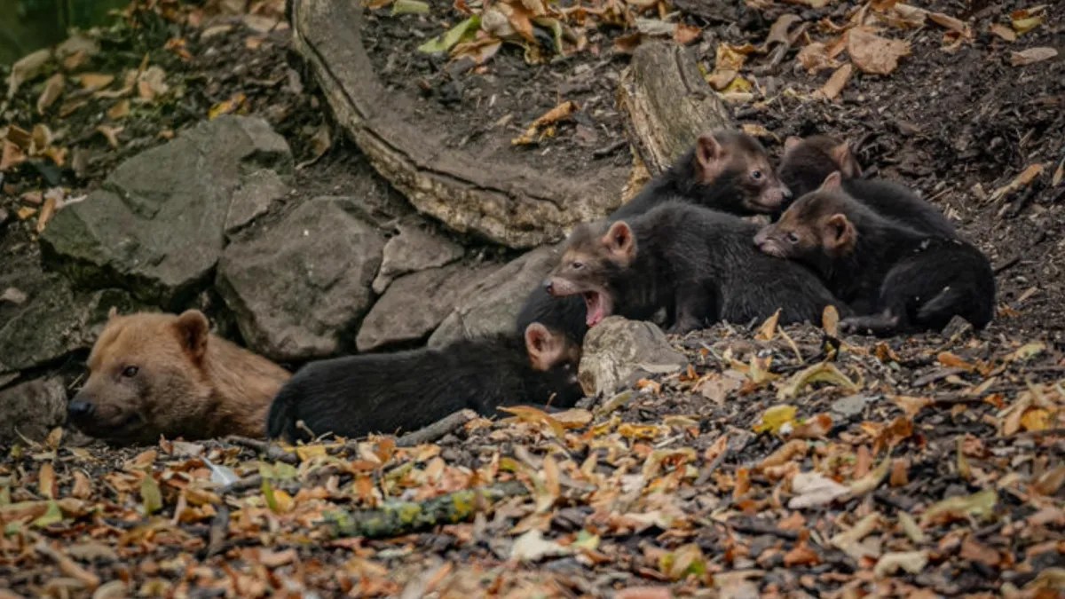 Bush dog puppies sound like birds