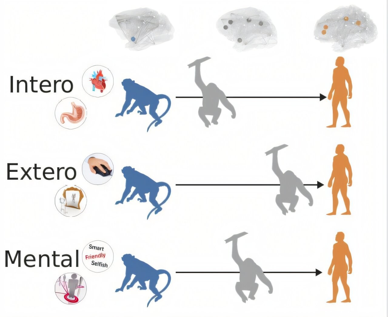 Self-processing brain systems show both conservation and reorganization across primates