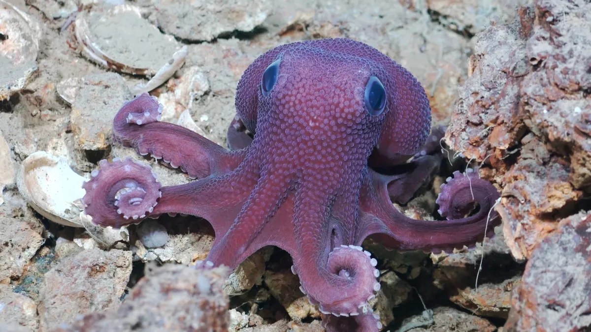 11 vibrant deep-sea creatures shine in new Caribbean expedition