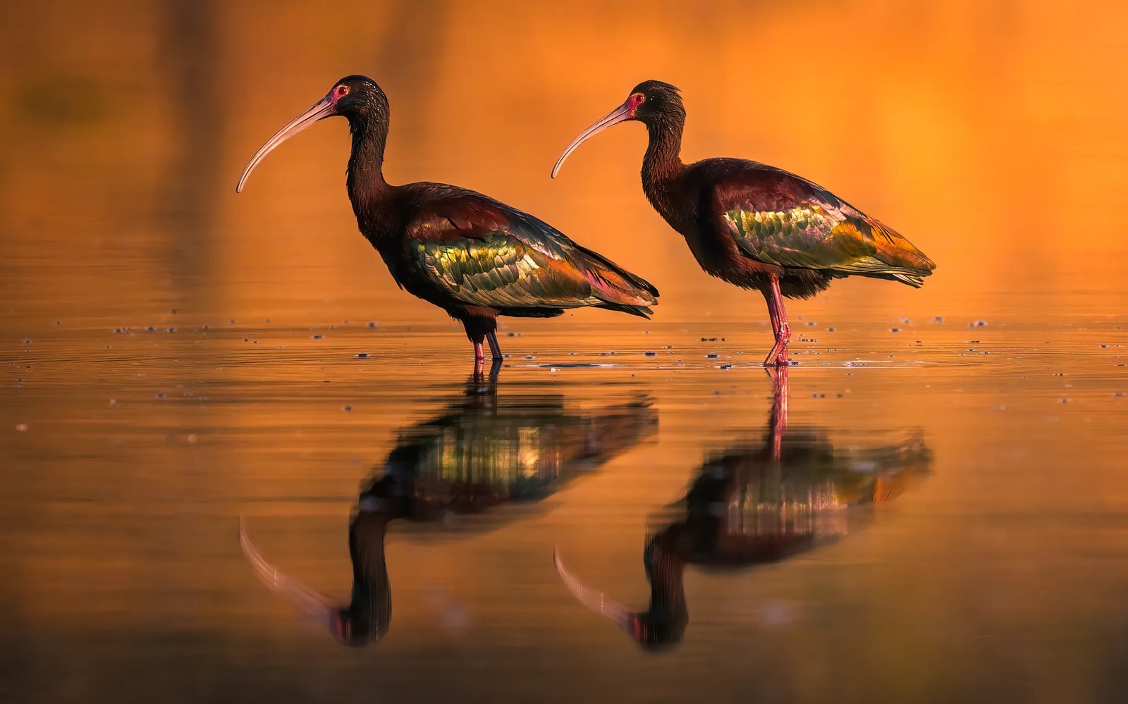 pair of glossy ibis during golden hour standing in water.