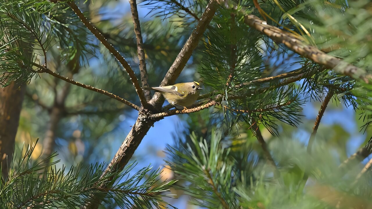 How much clearcutting can nature sustain? A study determines the ecological limit for boreal forest birds