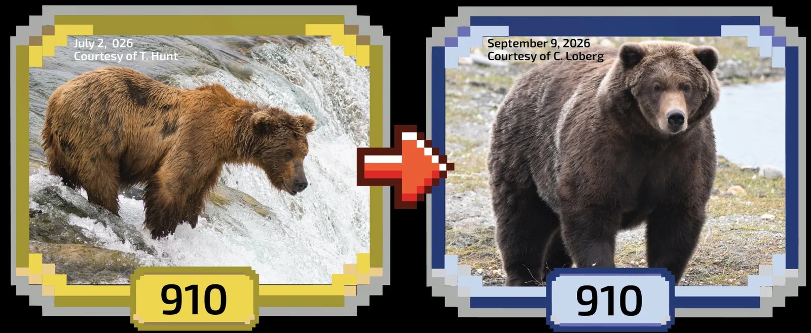 a skinny bear and fat bear
