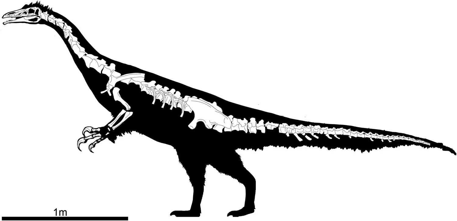 diagram of a therizinosaurus.