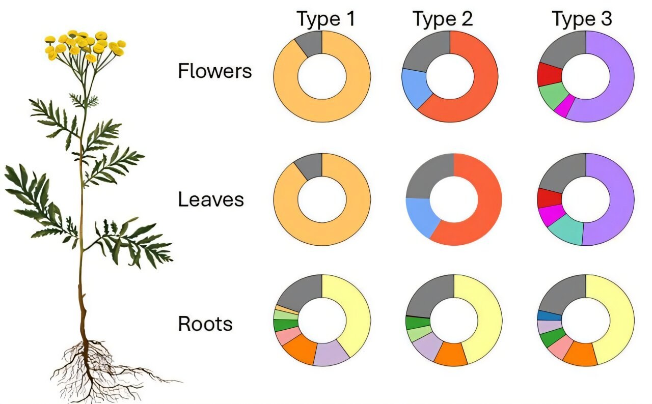 Same plant species, different chemistry: Why chemotype labels matter