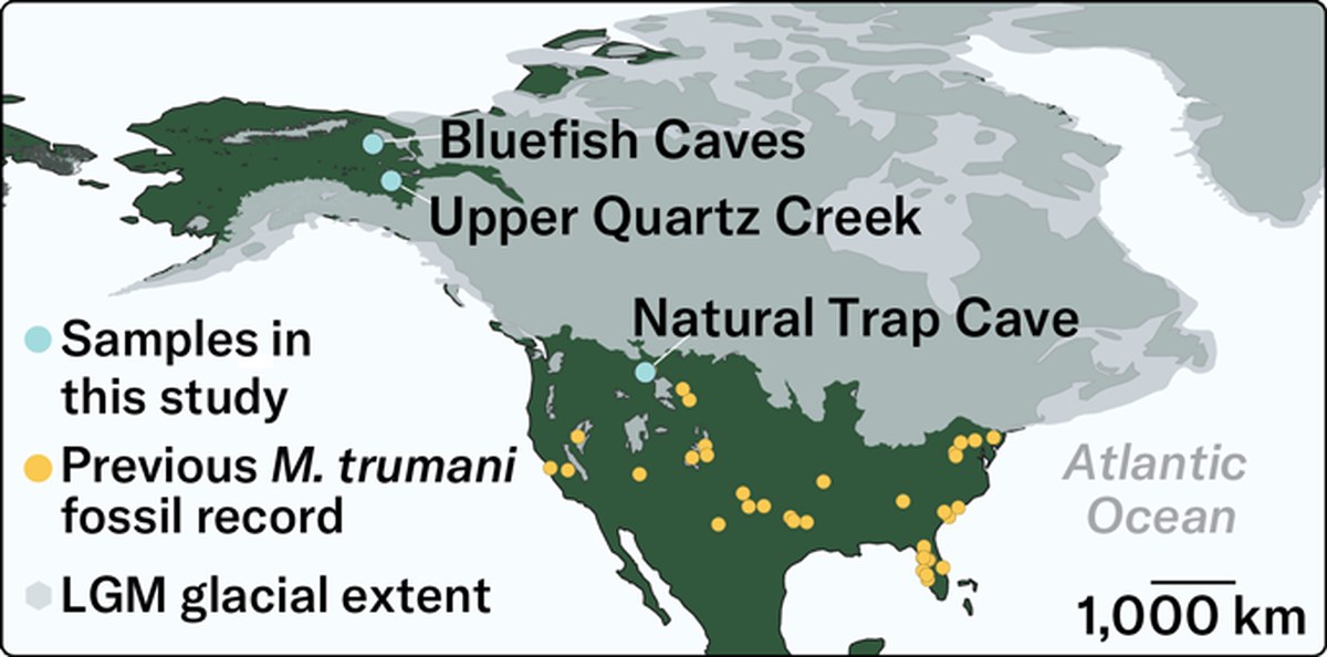 A map of North America shows the locations of the previous M. trumani fossils found across the lower 48 states and the locations of the specimens used in this study in Yukon Territory and Wyoming