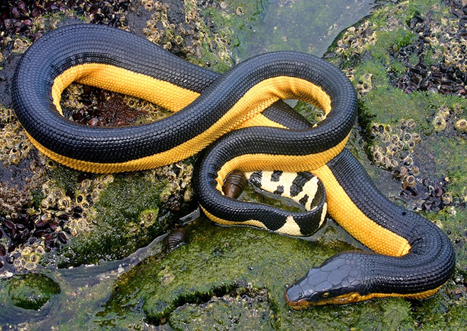 Yellow-bellied sea snake on shoreline rocks