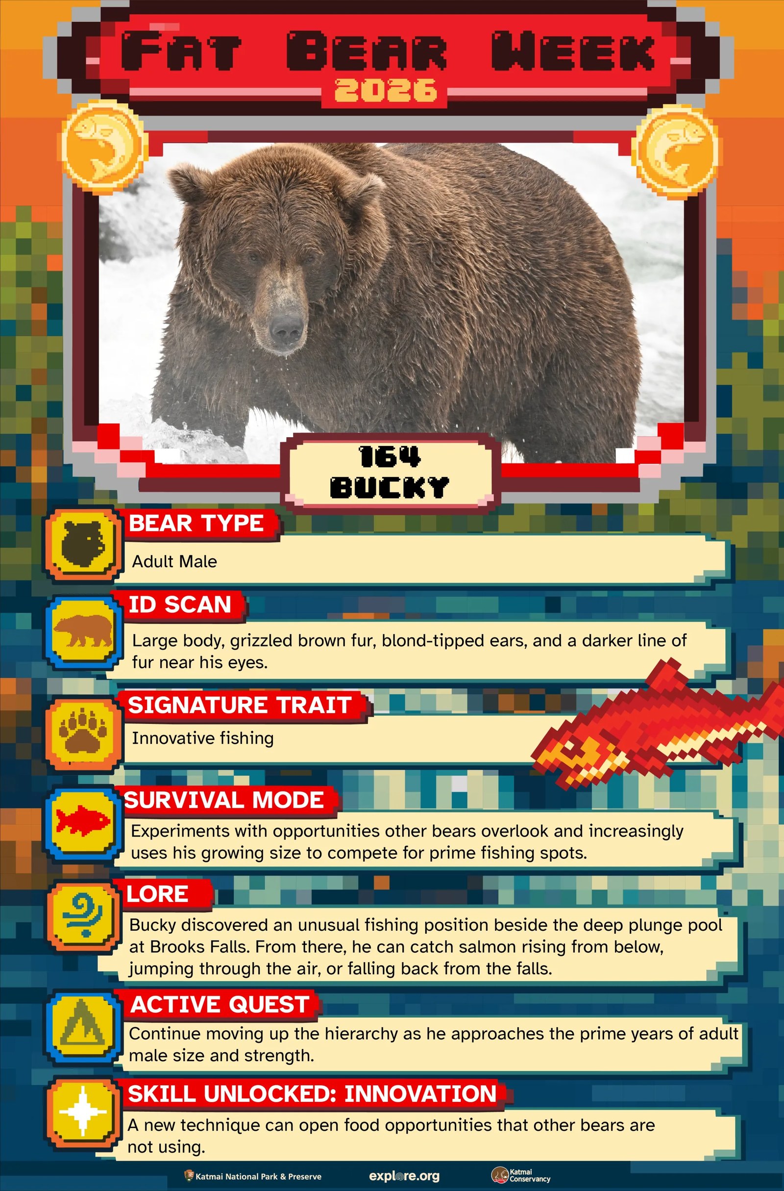 Katmai Ulusal Parkı'nda Yaşayan Ayılar Arasında Fat Bear Week Yarışının İkinci Günü Başladı