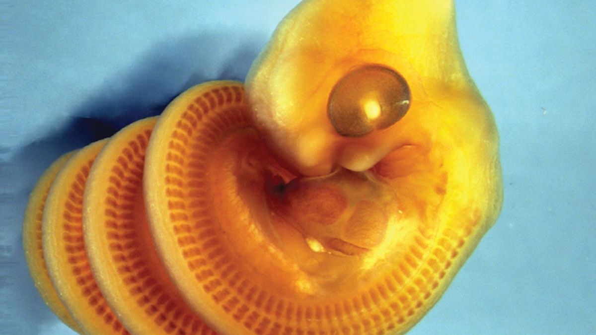The Mystery of Why Snake Embryos Curl To The Right Could Lie In Their Digestive Tract