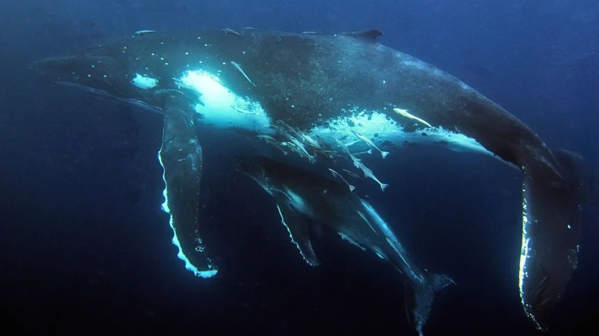 Australia’s humpback whales were acting weird. What happened next surprised scientists.