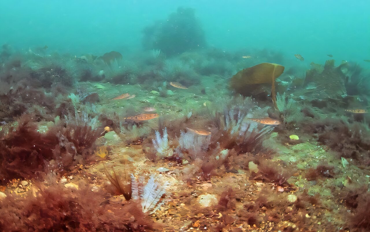 Why a healthy seafloor matters for the Earth system