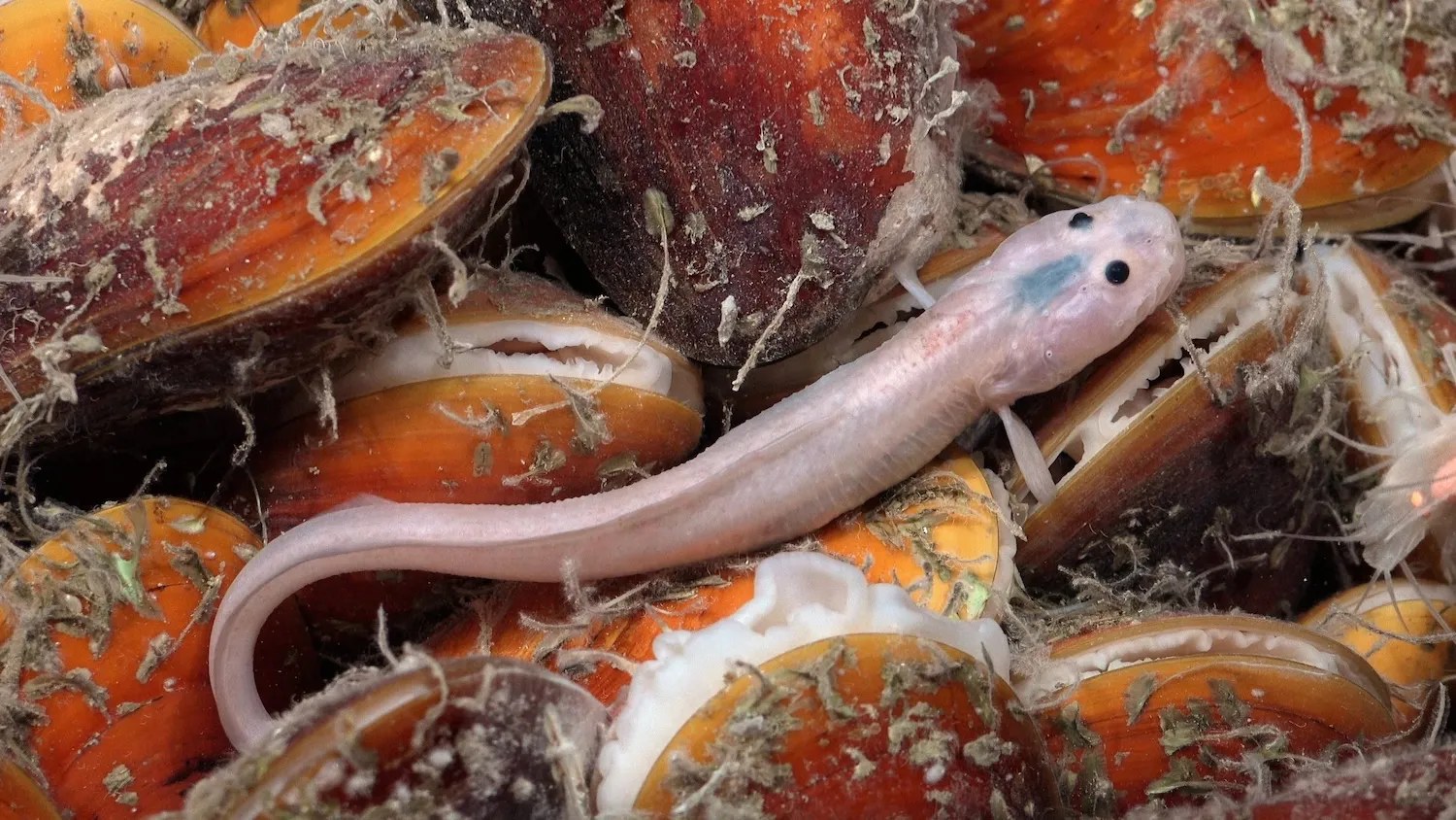 An eelpout (Pachycara caribbaeum) lies on a bed of chemosynthetic mussels (Gigantidas childressi) off the coast of Trinidad and Tobago. Ninety-three percent of Trinidad and Tobago lies below recreational scuba depths, placing its largest ecosystems in the mesophotic zone (between 30 and 199 meters) and the deep ocean. The geological setting of the two islands is ideal for supporting chemosynthetic habitats.