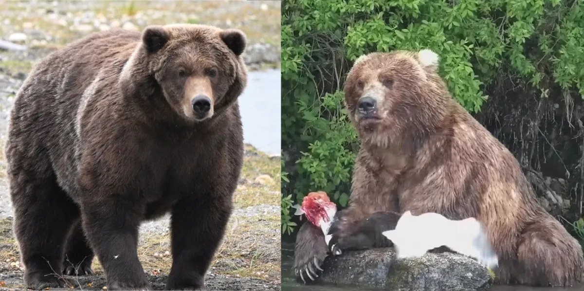 Fat Bear Week final: It's Bear #910 vs. Backpack
