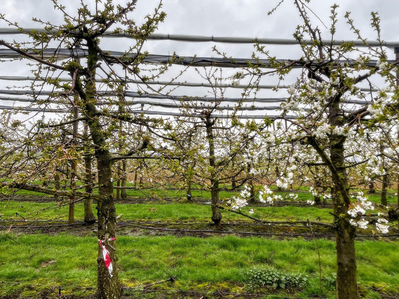 Delaying cherry blossom to reduce frost damage
