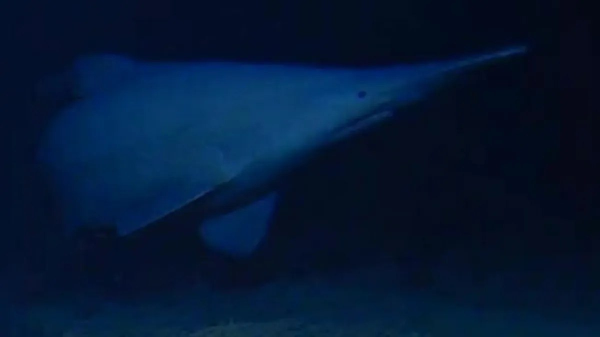 Goblin shark filmed in its native habitat for the first time