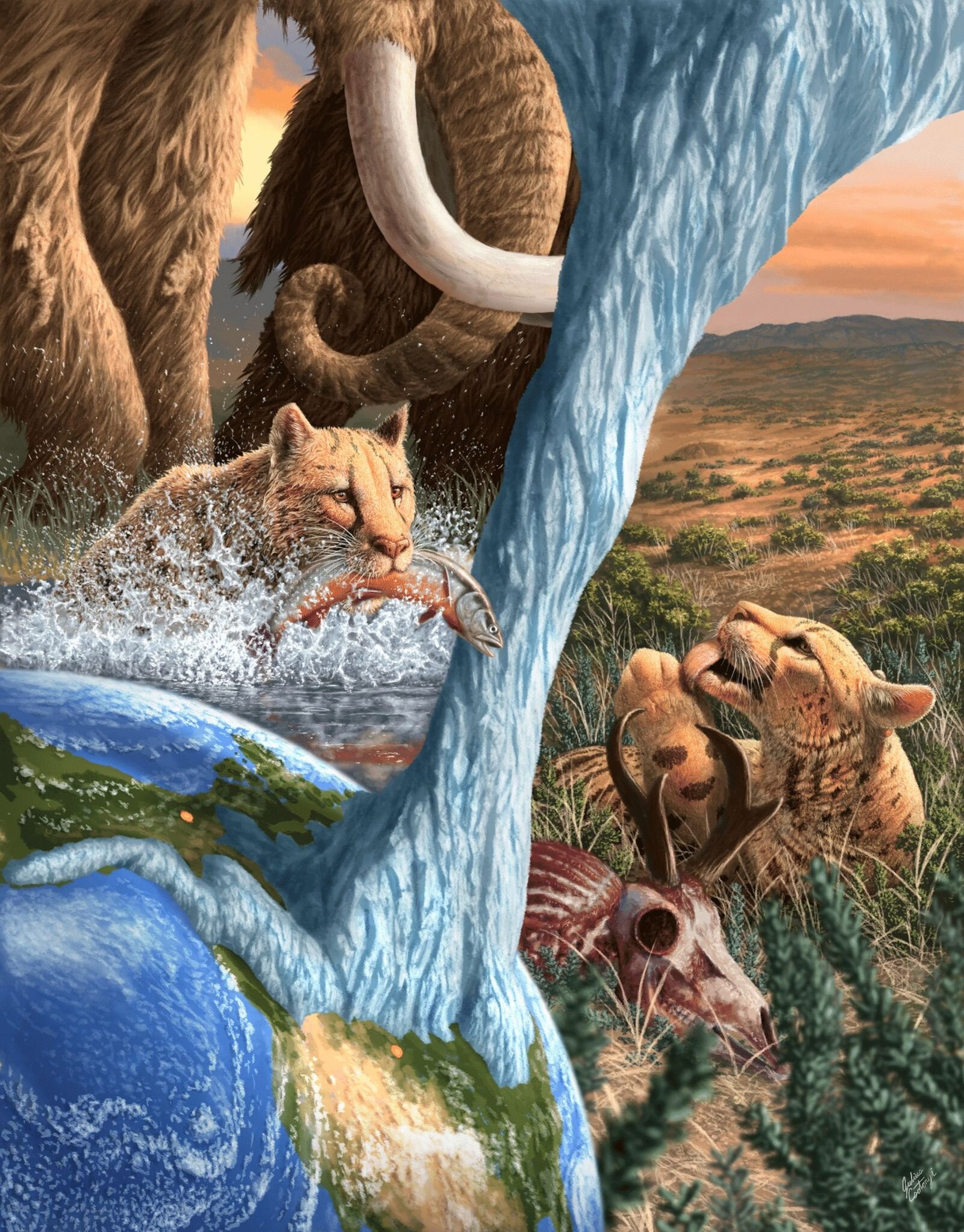 The extinct American 'cheetah' was not a cheetah after all
