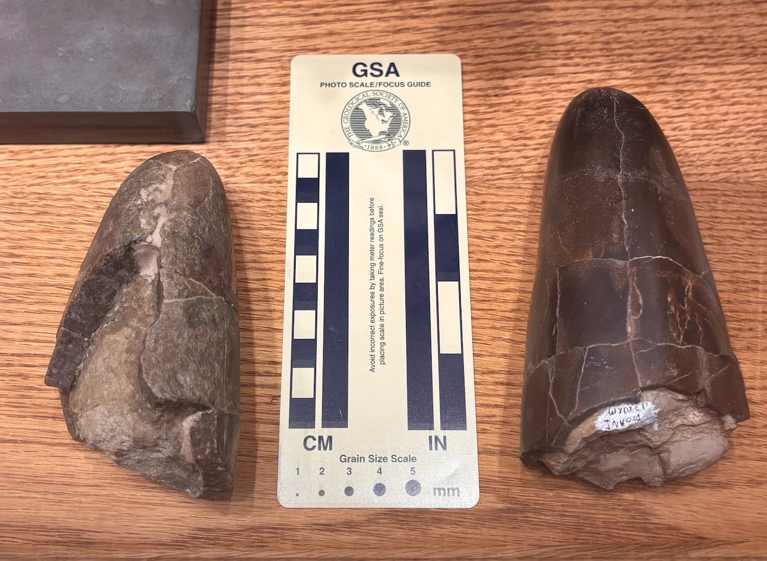 Two W. linsterorum fossils next to scale bar