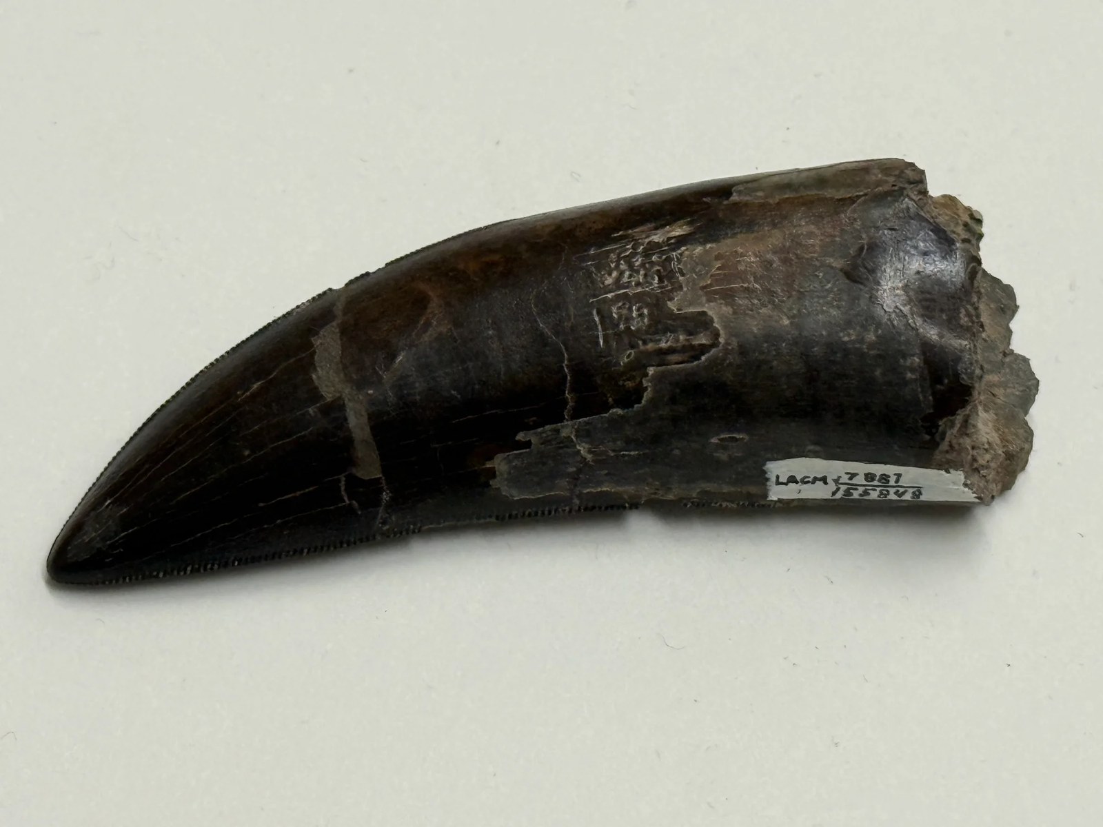 T. rex tooth