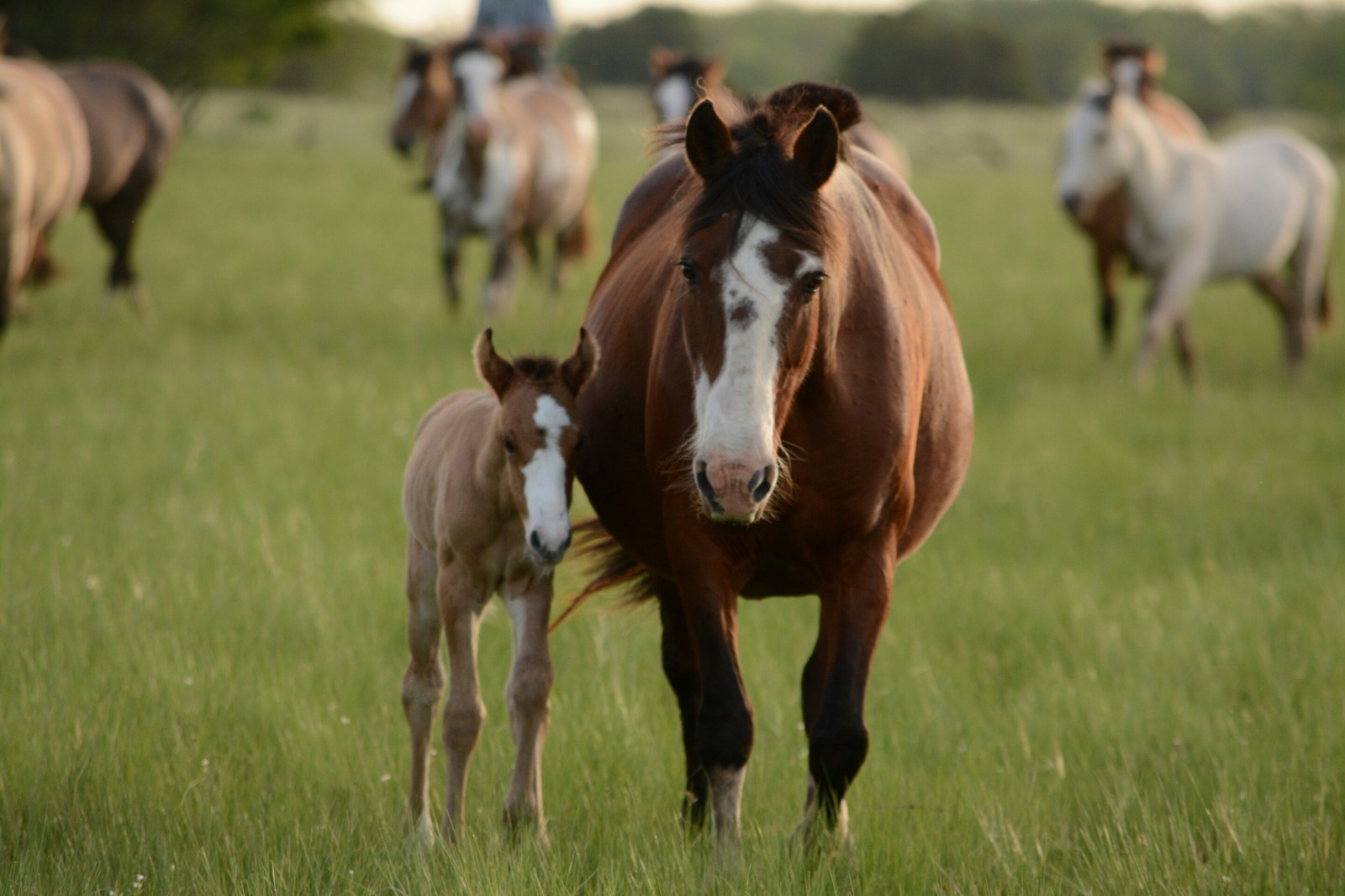 Neuroproteins are potential diagnostic tool for sick foals
