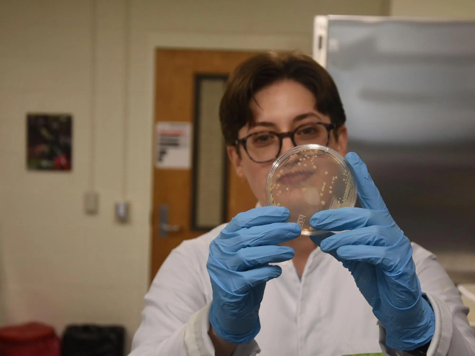 a scientists wearing a white coat and blue gloves holds up a clear circular disk with blobs of bacteria cultures on it