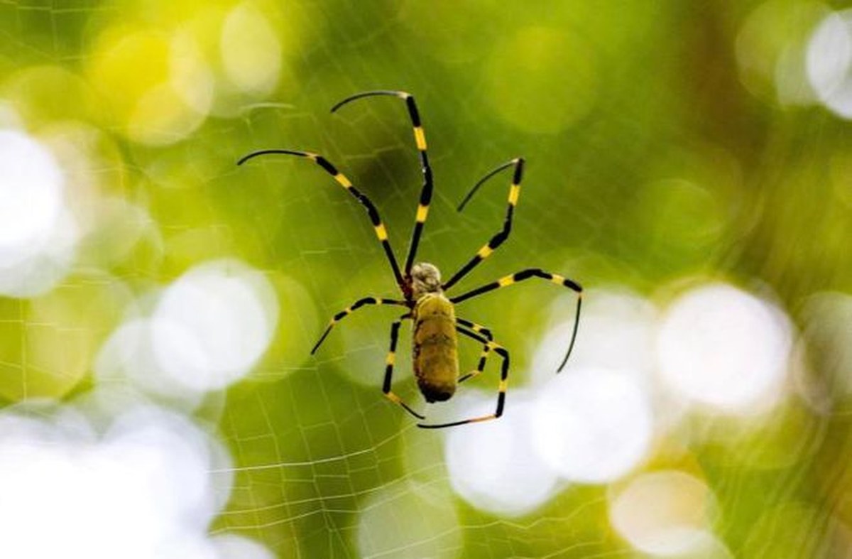 A Joro spider on a web