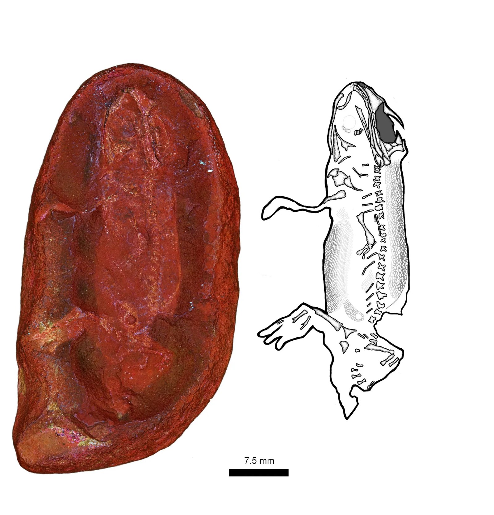 Photo and illustration of the fossil of Jeanerpeton mazonensis. Image: Allison Sefcovic
