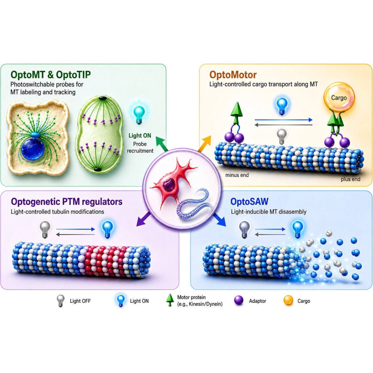 Blue-light tools let researchers track, redirect and sever cells' transport routes