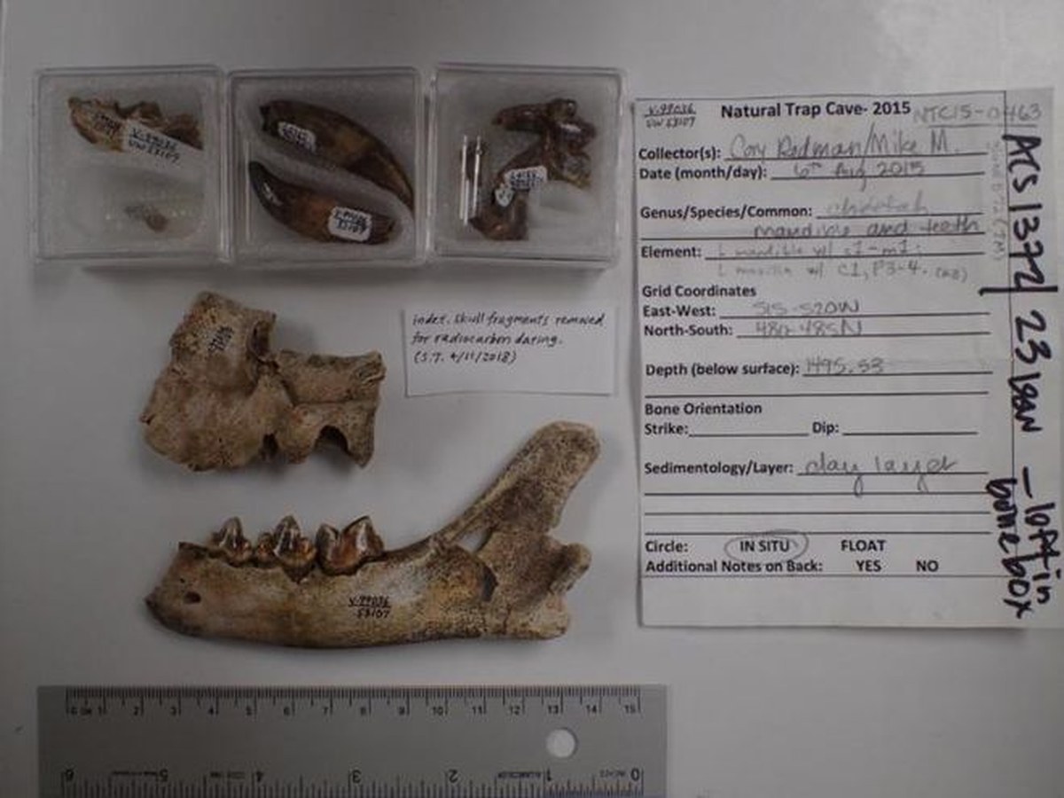 fossil pieces of Miracinonyx