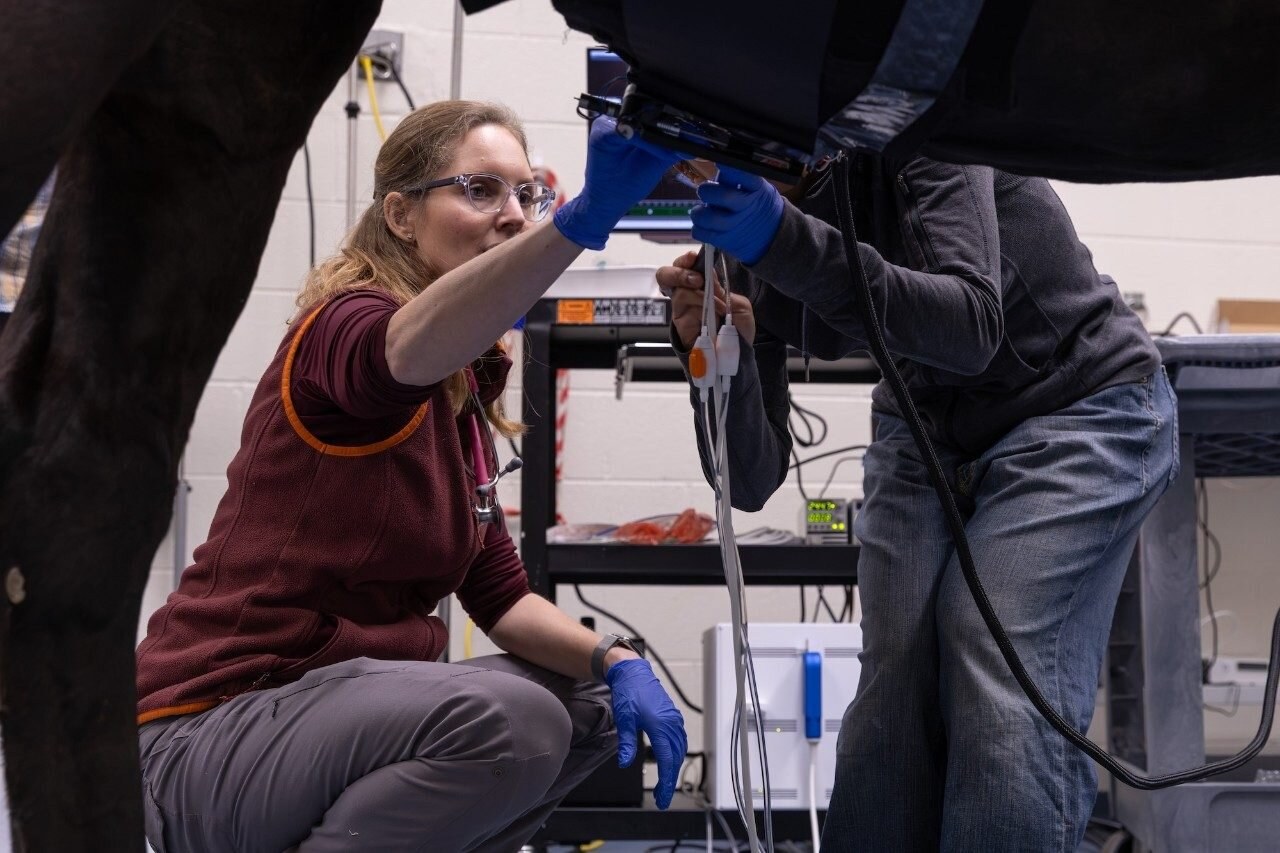 A horse named Pea is first to test focused ultrasound treatment of skin tumors called sarcoids